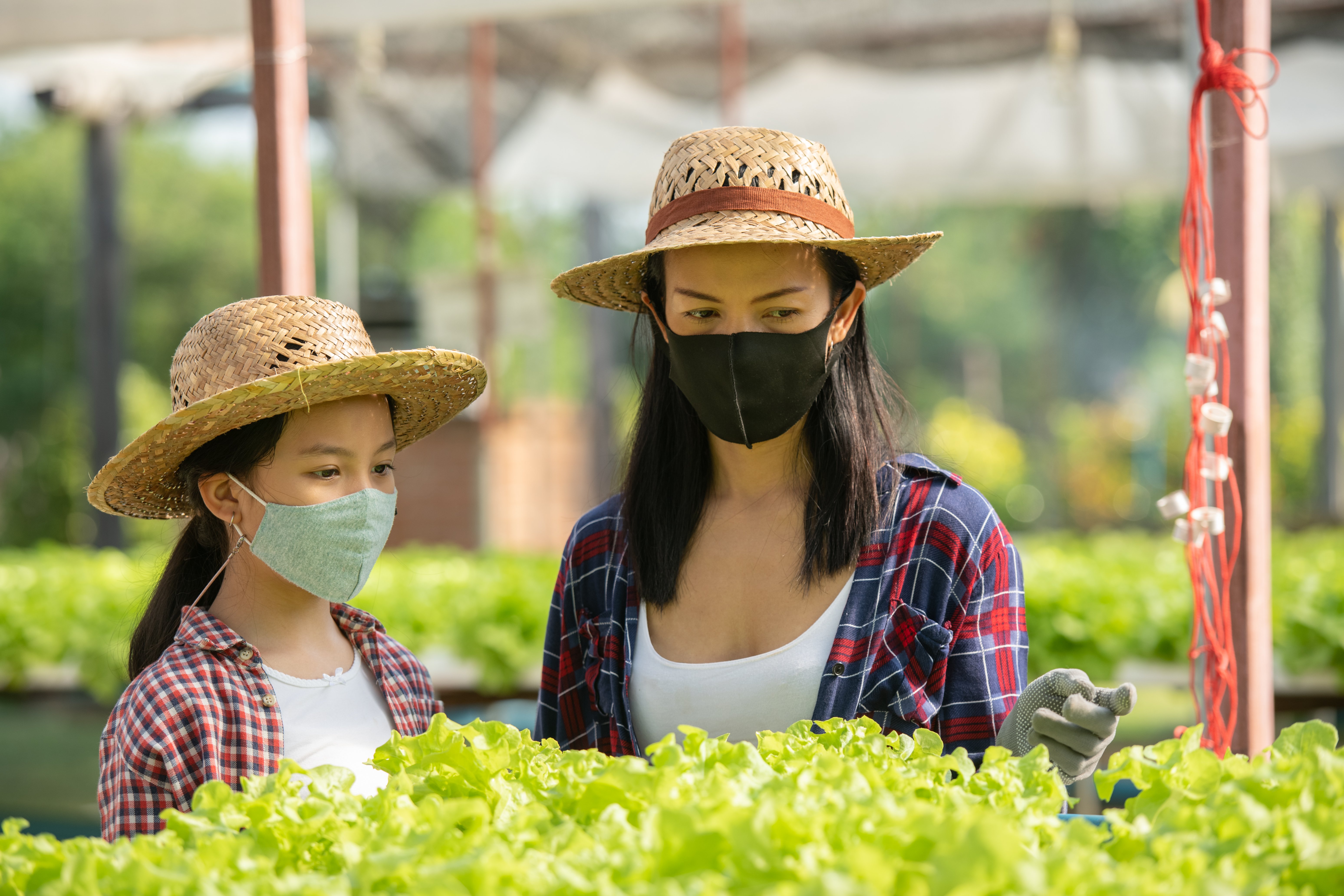 asian-mother-daughter-wear-mask-are-helping-together-collect-fresh-hydroponic-vegetable-farm-concept-gardening-kid-education-household-agricultural-family-life-style